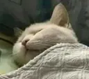 goodnight