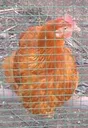 erkschicken erkschicken