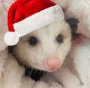 christmasopossum
