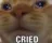 catocried Discord Emoji