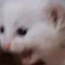 nice_catscream nice_catscream