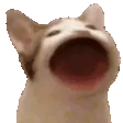 catPop catPop