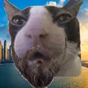 bingusdubai