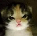 cat_angry cat_angry