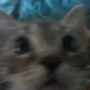 catshook