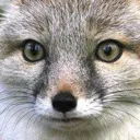 foxdeadinside