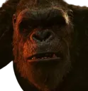 Kong_Confusion