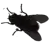 fly