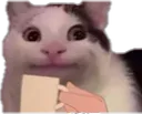catwithcoffee