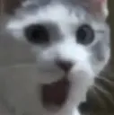 Catpog catpog Discord Emoji