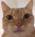 CattoStare Discord emoji