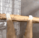 spinning_monke