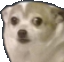 slightlynervousdoggo Discord emoji
