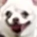DemonDoggo