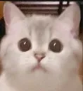 ch_nanastare ch_nanastare