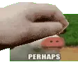 PerhapsPetTheCow