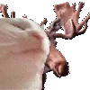 moose_vibing moose_vibing