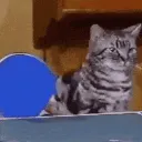 CatPingPong