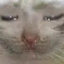 SadCatZW Discord Emoji