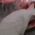 me_lon_motion me_lon_motion