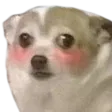 Flushdoggo