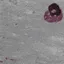 AAE_catslide AAE_catslide