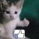 u_catthumbsup