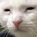 tiredcat
