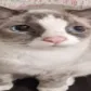 widecat