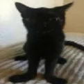 amoguscat