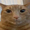 smilecat smilecat