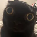 insanecat