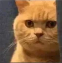 TT_yiCatstfuOwO TT_yiCatstfuOwO