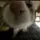 sniff