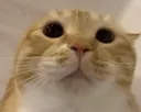 bonjour