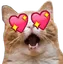 catlove