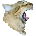 QuizScream