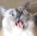 lolcat4 Discord emoji