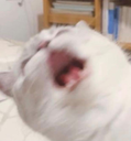 lolcat3 Discord emoji