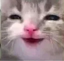 lolcat5 lolcat5