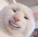 lolcat1 Discord emoji