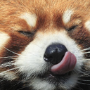 Red_panda Discord emoji