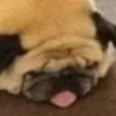 pugMelt pugMelt