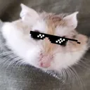 HamsterCool