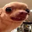 dogyes