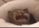 crycat3
