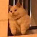 mishiwait_XP Discord emoji
