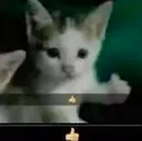 okcat