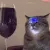 catpain