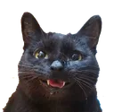 cat1 Discord Emoji